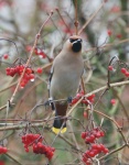 Waxwing Waxwing