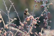 Waxwing