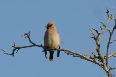 Waxwing