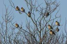 Waxwings