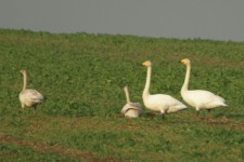 Whooper Swans Whooper Swans