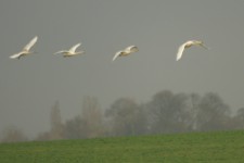 Whooper Swans Whooper Swans