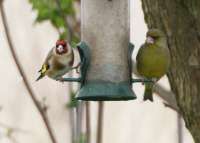 Goldfinch and Greenfinch
