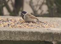 Reed Bunting