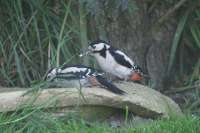 Great Spotted Woodpecker