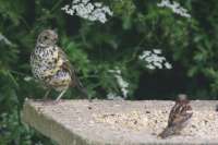 Mistle Thrush