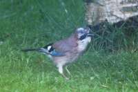 Jay