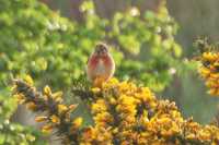 Linnet