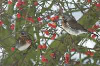 Fieldfare