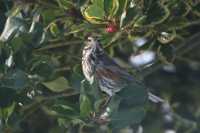 Redwing