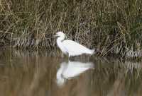 Great White Egret