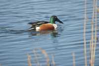Shoveler Duck