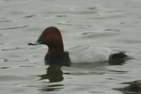 Pochard Duck