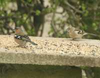 Chaffinch