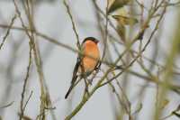 Bullfinch