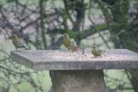 Greenfinch