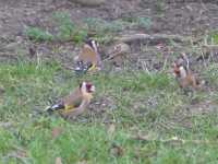 Goldfinch